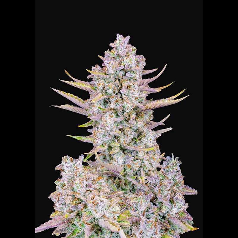 Purple Punch Auto Fastbuds