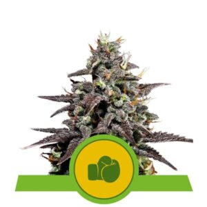 Purple Punch Automatic