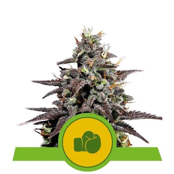 Purple Punch Automatic