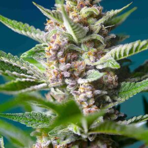Purple Punch OG