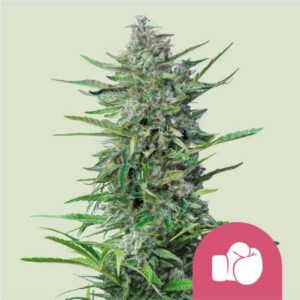 Purple Punch RQS