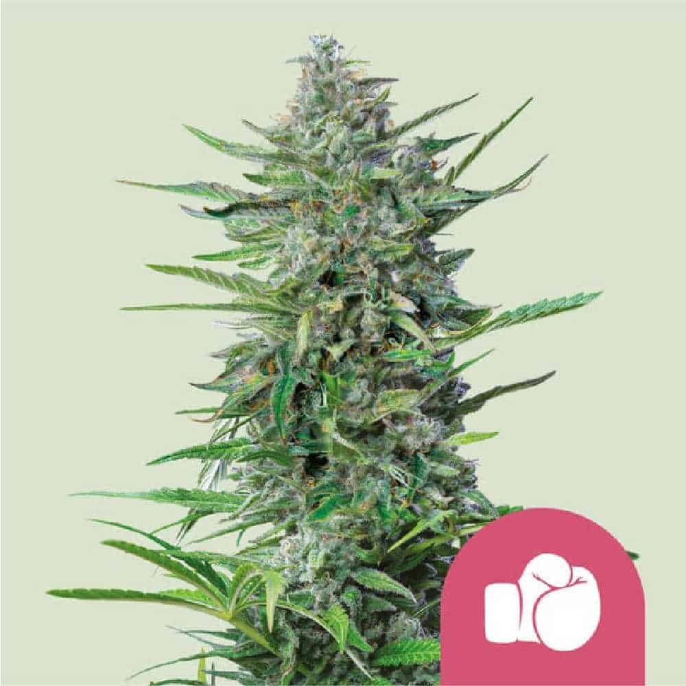 Purple Punch RQS