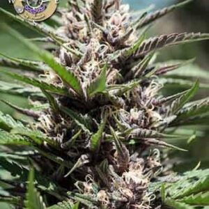 Purple Thai