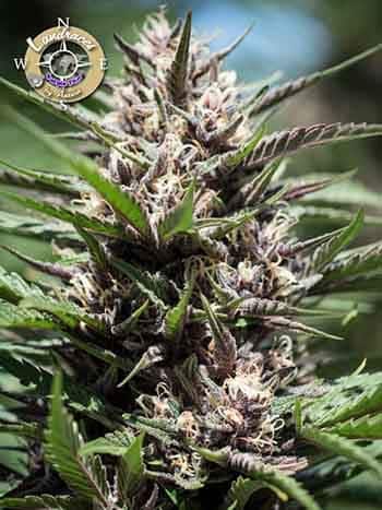 Purple Thai