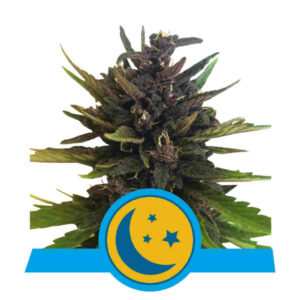 Purplematic CBD Auto