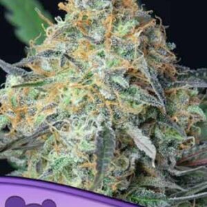 Rainbow Donut Auto