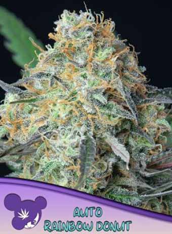 Rainbow Donut Auto