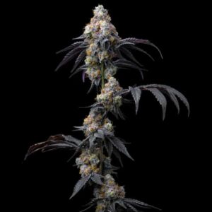 Rainbow Sherbet