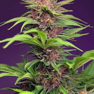 Red Mimosa XL Auto