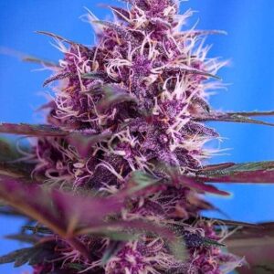 Red Poison Auto
