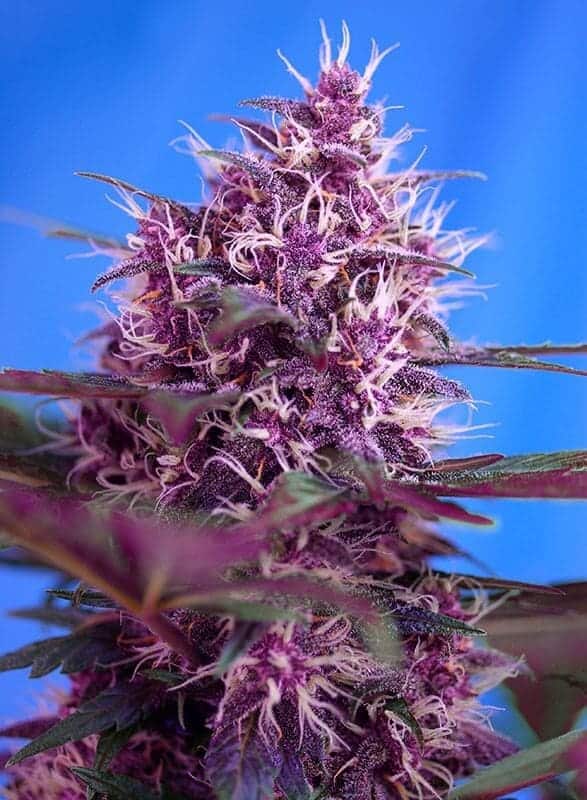 Red Poison Auto