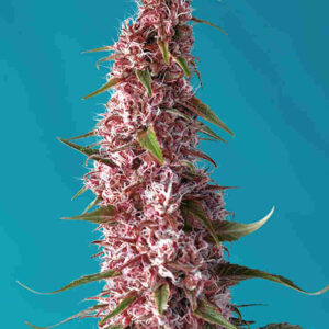 Red Pure Auto CBD