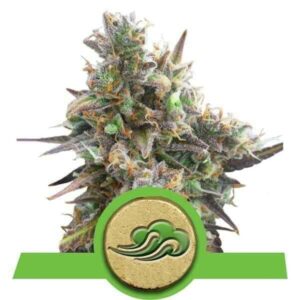 Royal Bluematic Auto