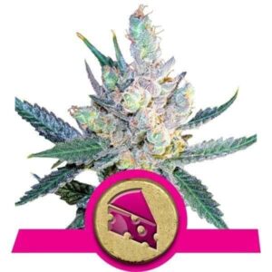 Royal Cheese (Fast Flowering)