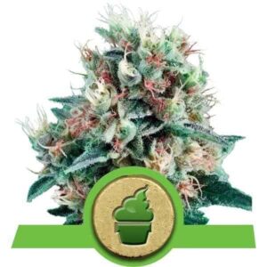 Royal Creamatic Auto