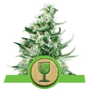 Royal Critical Automatic
