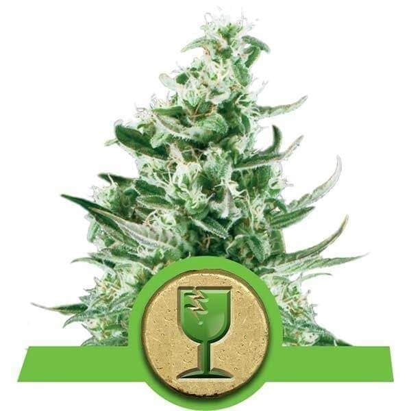Royal Critical Automatic