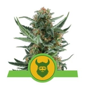 Royal Dwarf Auto