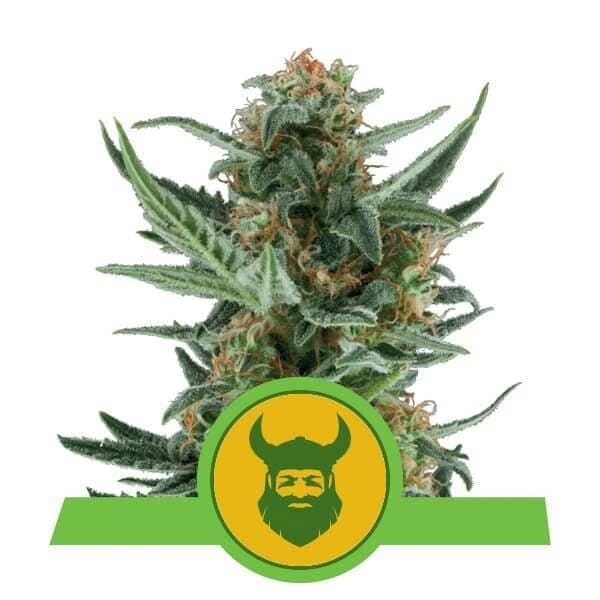 Royal Dwarf Auto