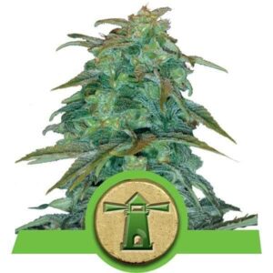Royal Haze Automatic