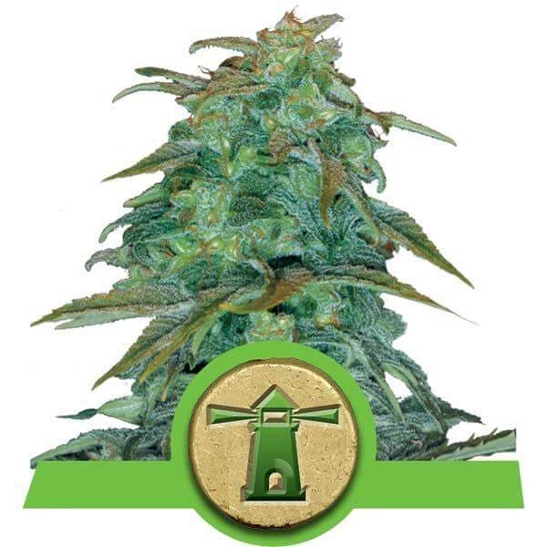 Royal Haze Automatic
