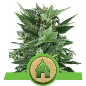 Royal Kush Automatic