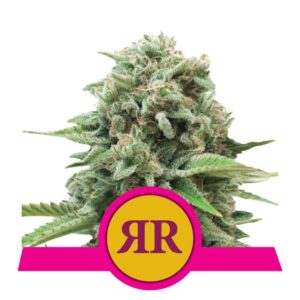royal-runtz Royal Runtz