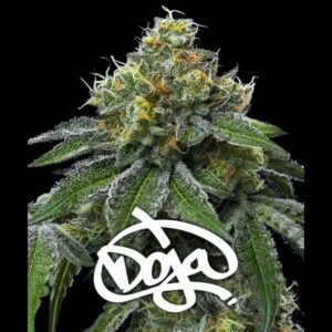 RS11 x Banana OG