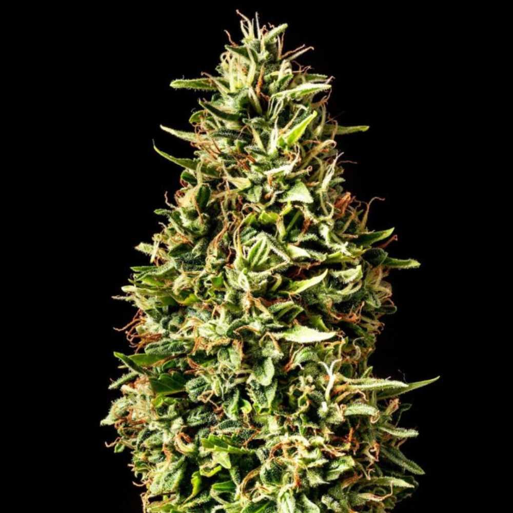Runtz Auto Kannabia