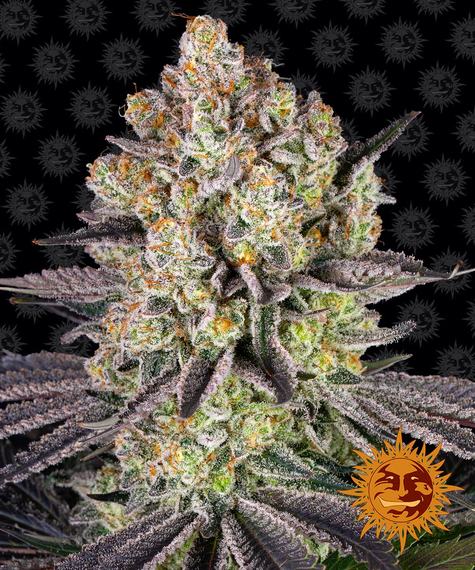 Runtz od Barney’s Farm