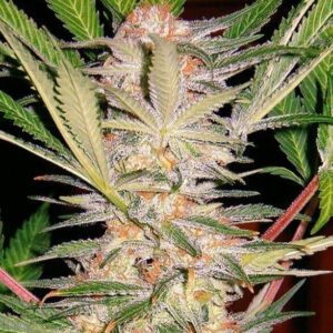 S.A.D. Sweet Afgani Delicious F1 Fast Version