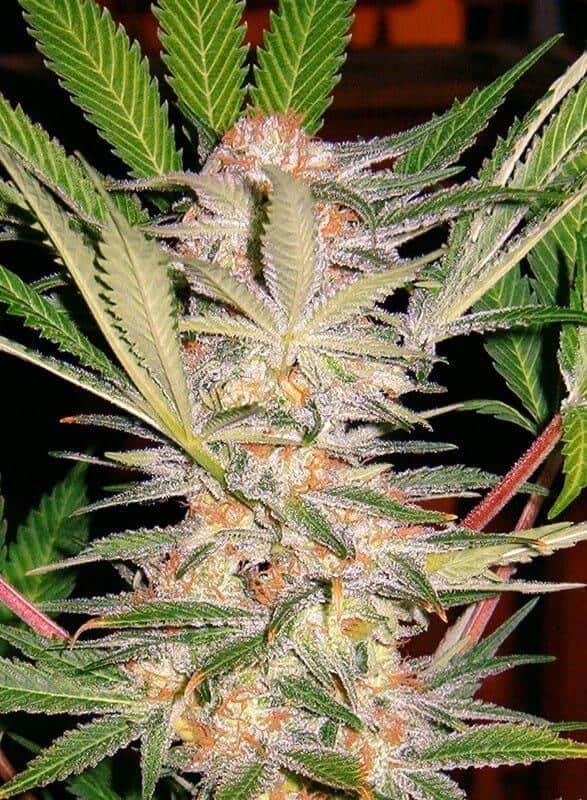 S.A.D. Sweet Afgani Delicious F1 Fast Version