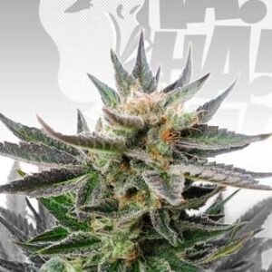 Sativa Dream