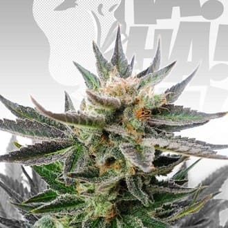 Sativa Dream