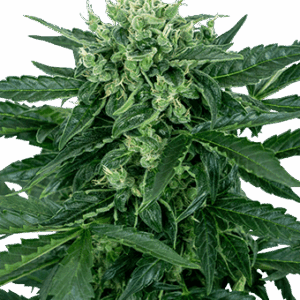 Sensi Amnesia Auto