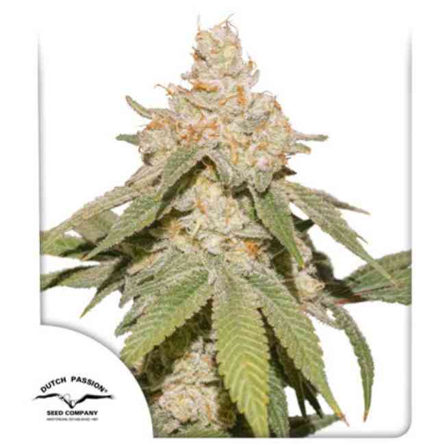SFV OG Auto
