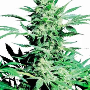 Shiva Skunk