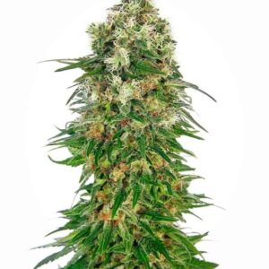 Shiva Skunk Automatic
