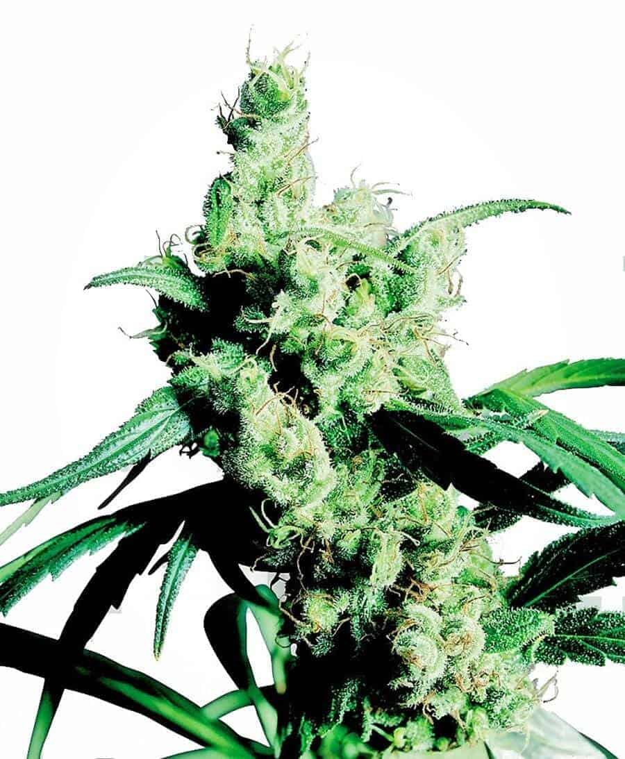 Silver Haze feminizowane