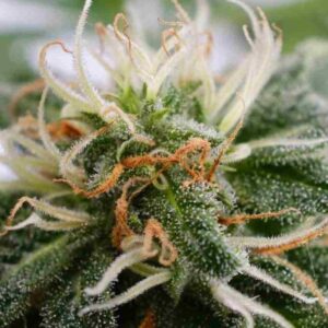 Silver Widow
