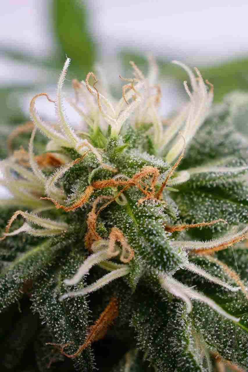 Silver Widow