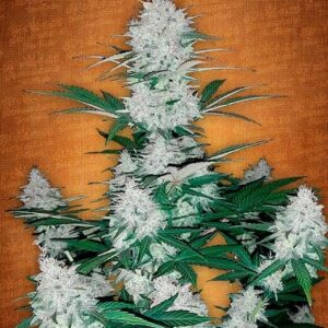 Six Shooter Auto