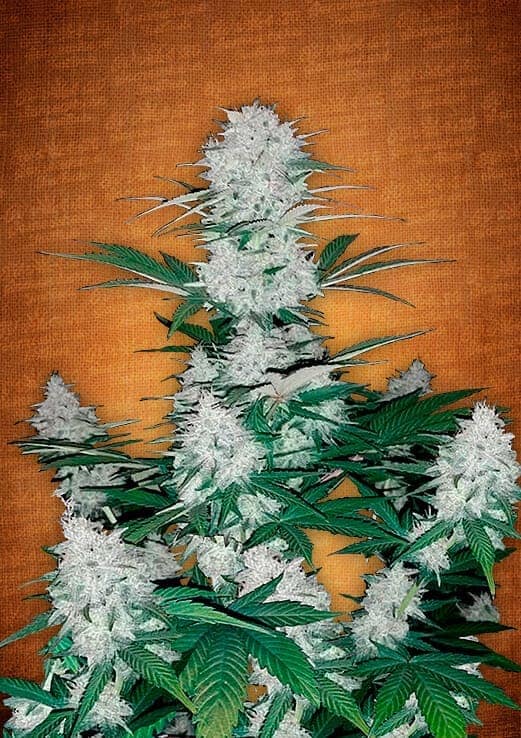 Six Shooter Auto