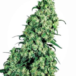 Skunk #1