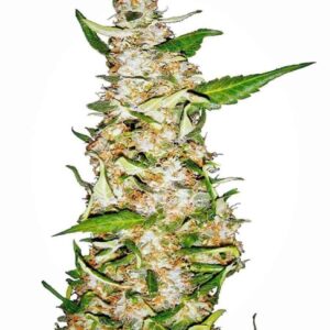 Skunk #1 Automatic