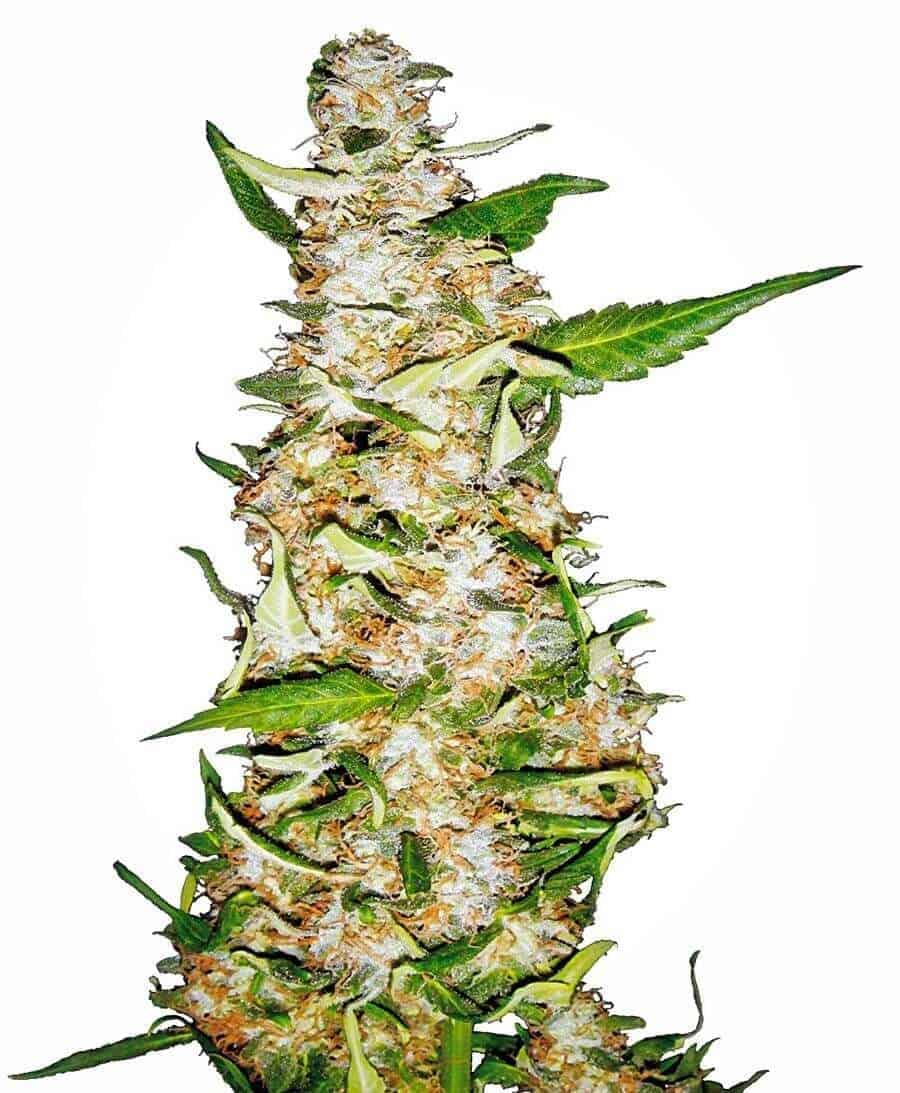 Skunk #1 Automatic