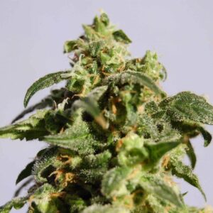 Skunk+