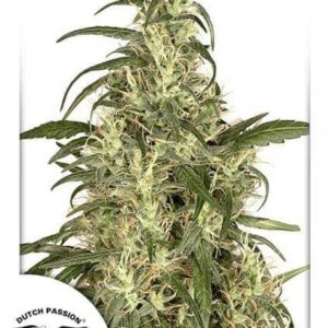 Skunk #11