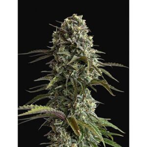 Skunk Auto
