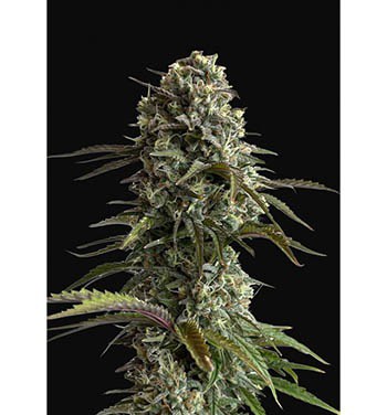 Skunk Auto